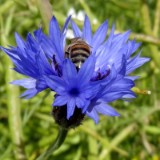 1406F 050 Ostseekuesten Radweg